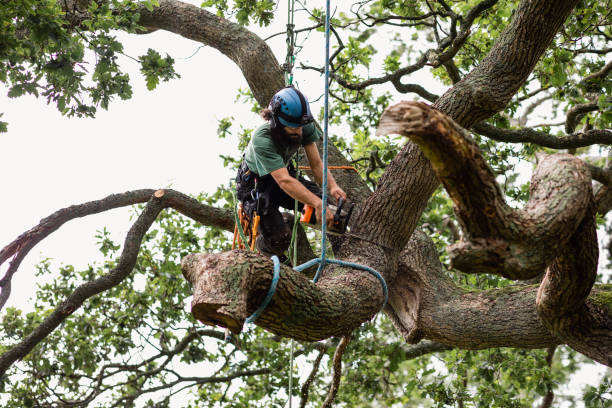 Trusted Sonoma State University, CA Tree Removal Services Experts