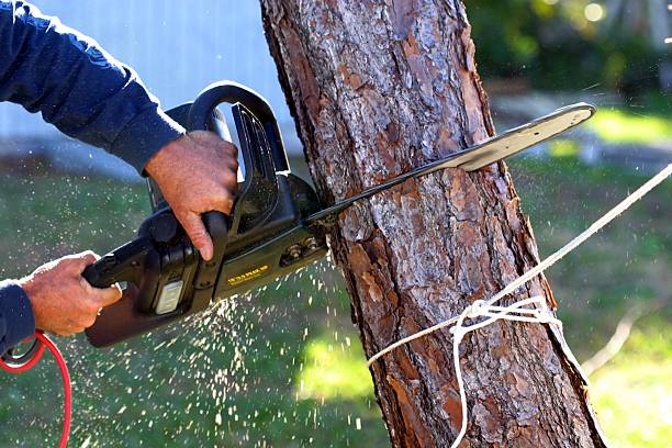 How Our Tree Care Process Works  in  Sonoma State University, CA